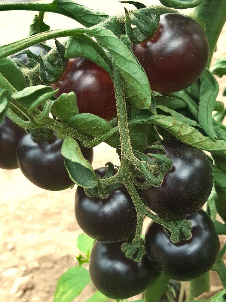 Kirschtomate Fahrenheit Blues