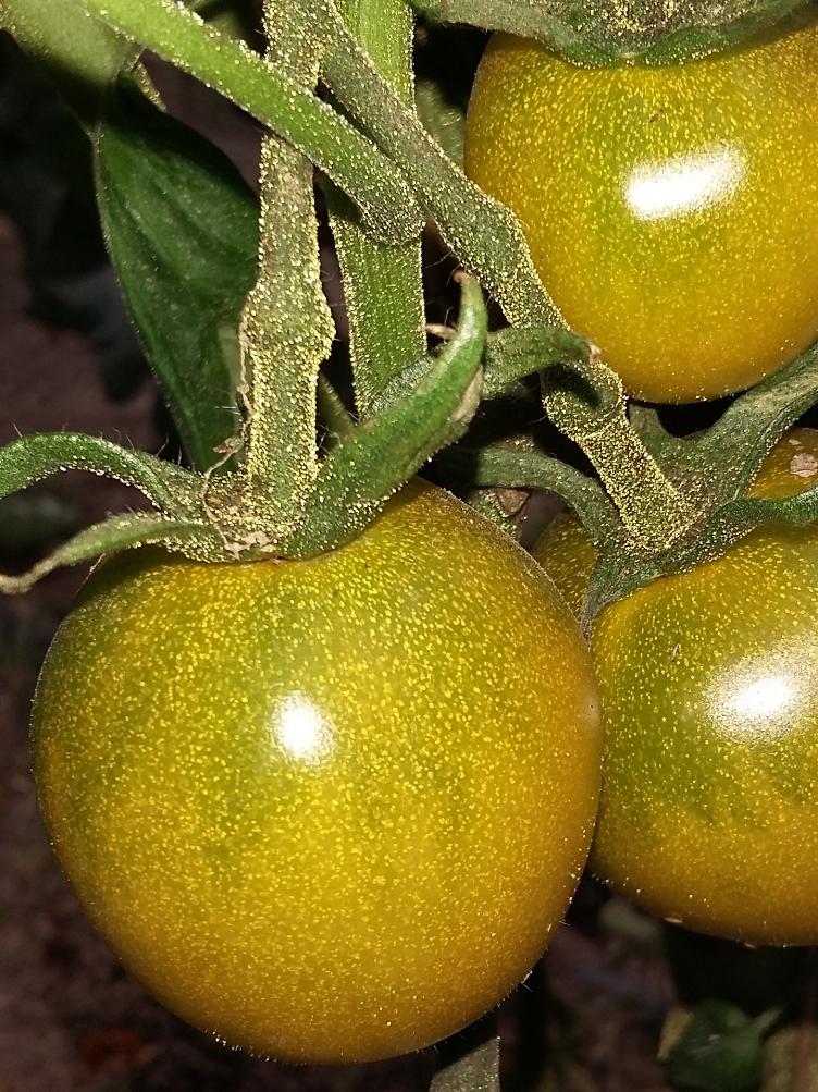 Kirschtomate Green Grapes