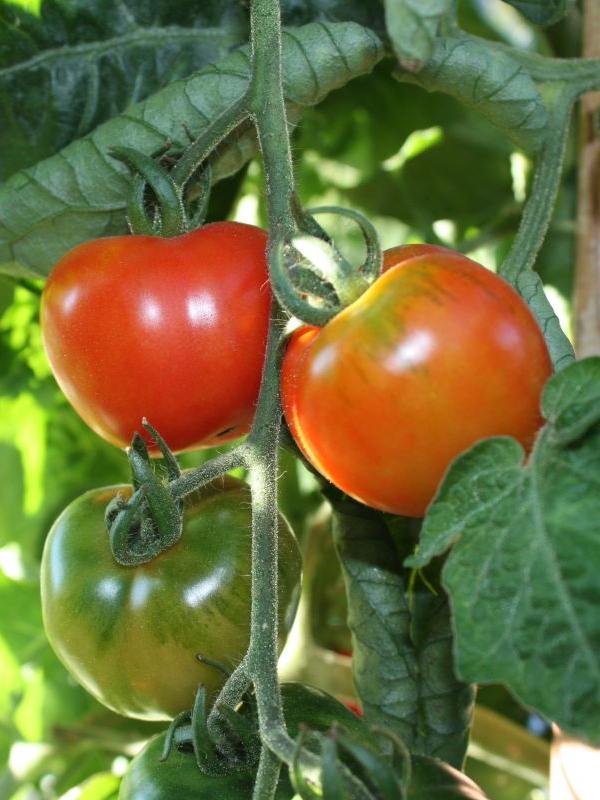 Kirschtomate Kirsch-Bistro