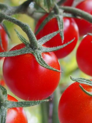 Kirschtomate Minis