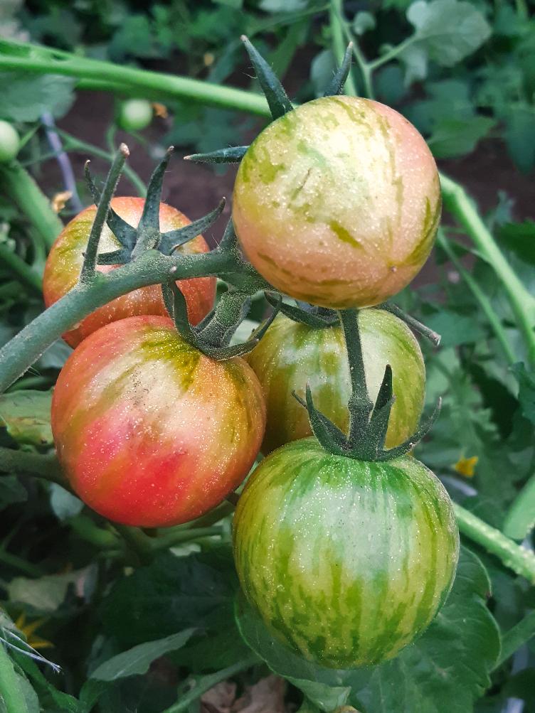 Kirschtomate Pink Bumble Bee