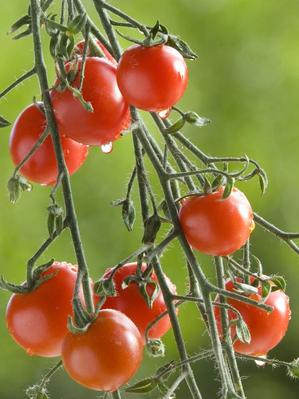 Kirschtomate Traubentomate