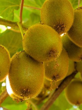 Kiwi Jenny (selbstbefruchtend)