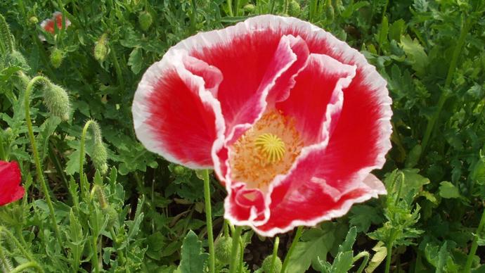 Klatschmohn Reconvilier - 0