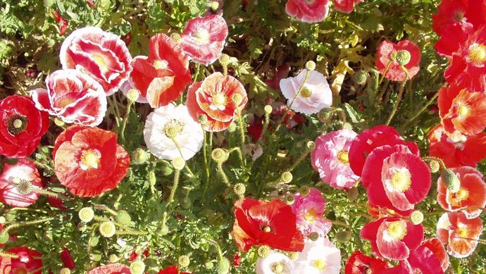 Klatschmohn Reconvilier