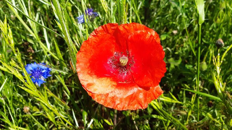 Klatschmohn rot