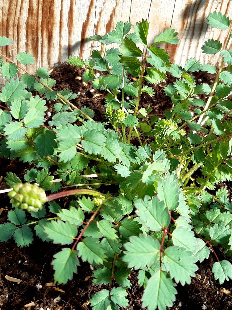 Kleiner Wiesenknopf