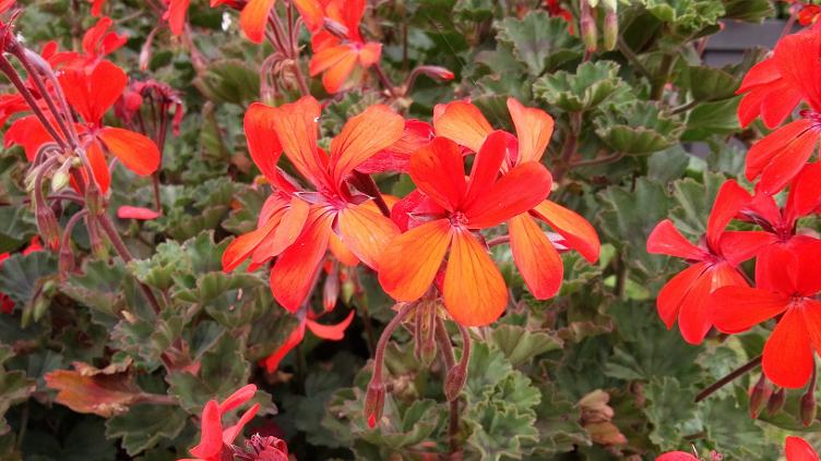 Kleinwüchsige Geranie Stadt Bern rot