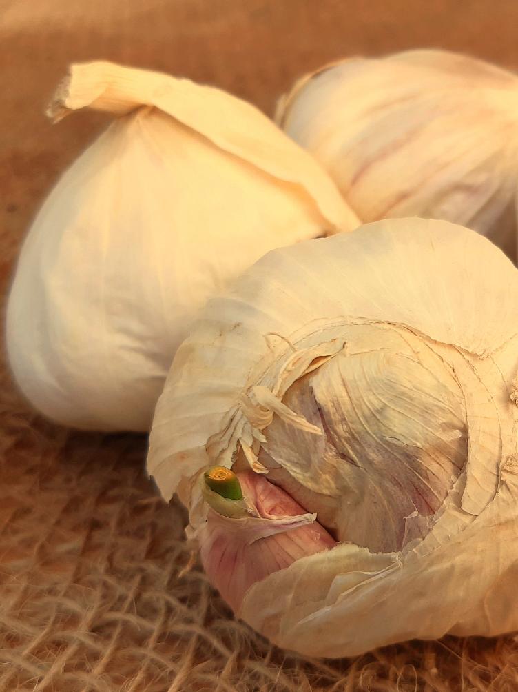 Bio Pflanzknoblauch Thermidrome (Herbst)