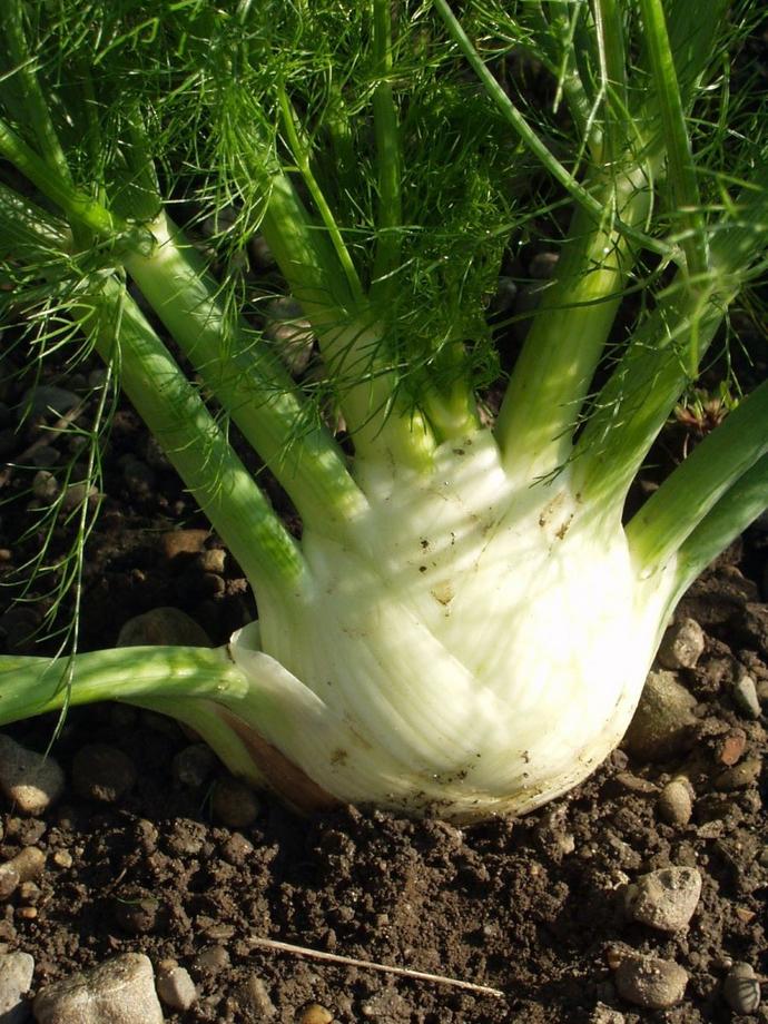 Knollenfenchel Perfektion
