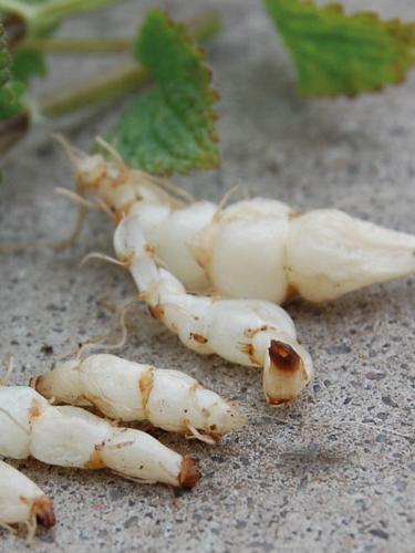 Knollenziest Stachys