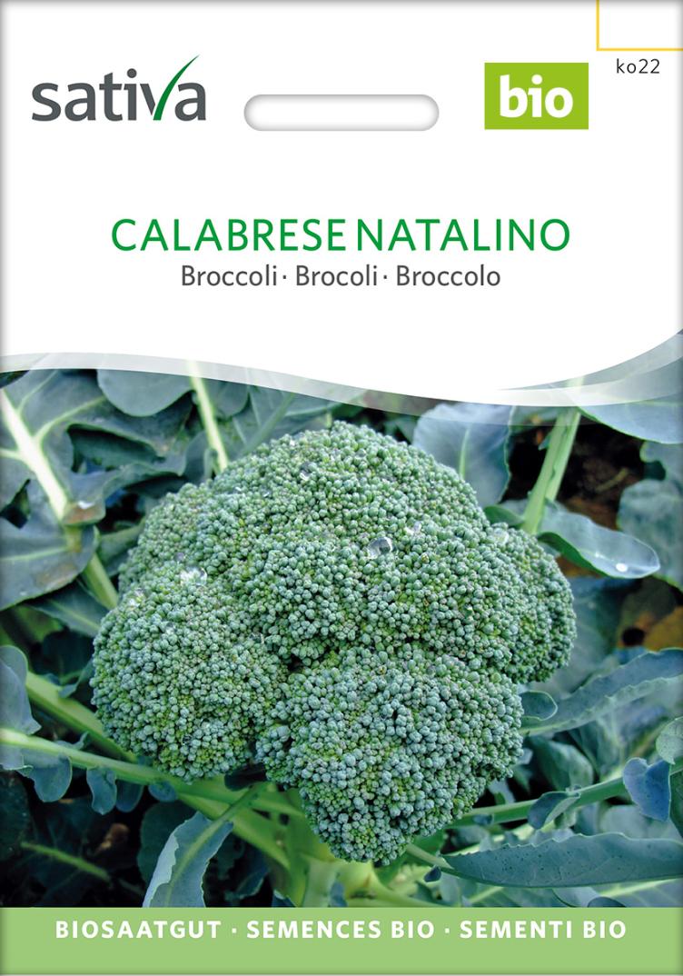 Broccoli `Calabrese Natalino`