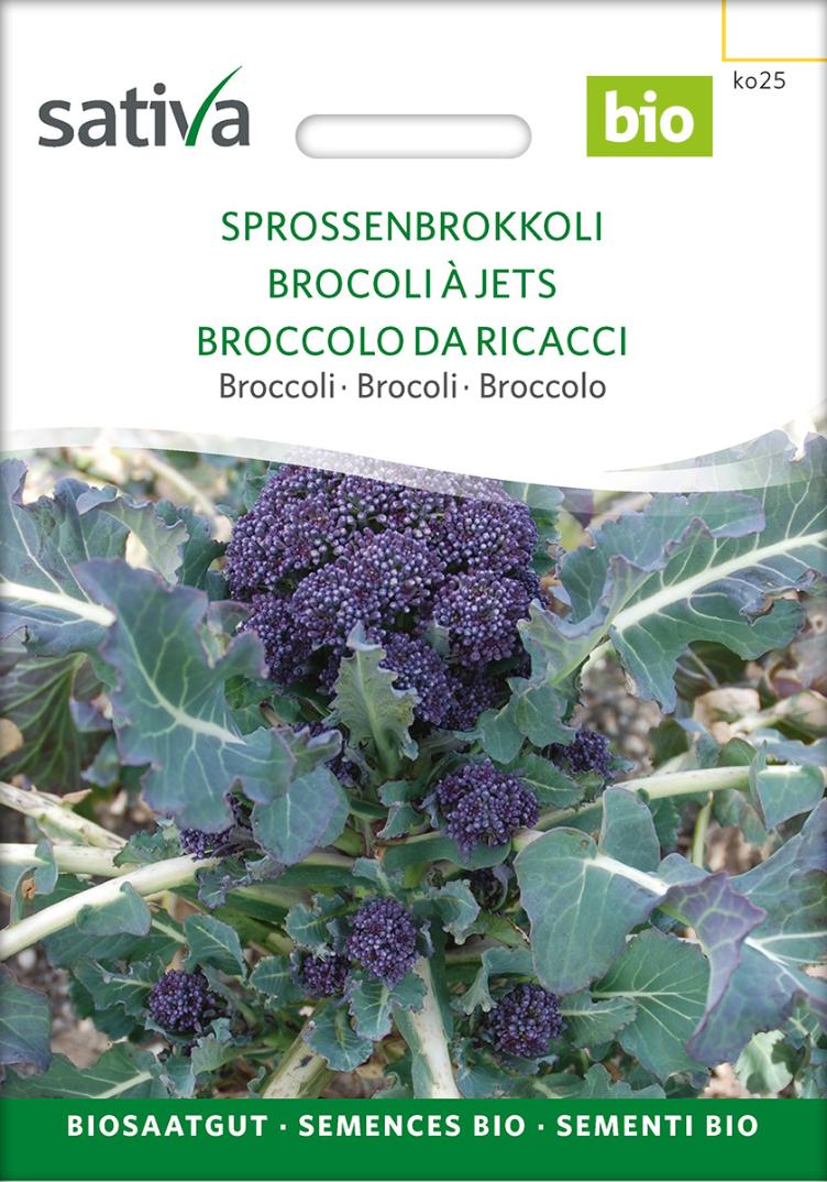 Brokkoli `Sprossenbrokkoli violett`