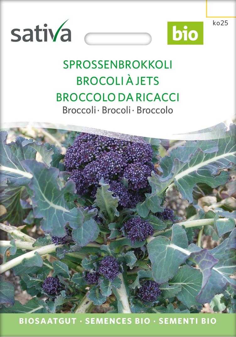 Brokkoli `Sprossenbrokkoli violett`