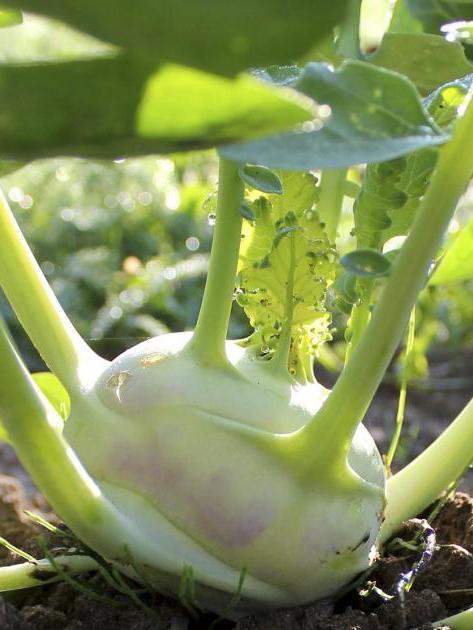 Kohlrabi Lanro