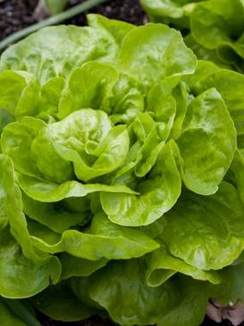 Kopfsalat Augspurger