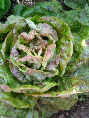 Kopfsalat Bunter Forellenschluss