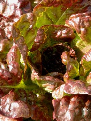 Kopfsalat Merveilles des 4 Saisons