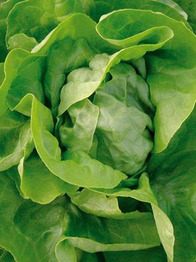 Kopfsalat Summertime