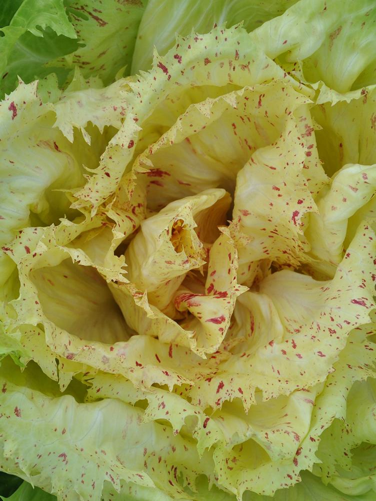 Kopfzichorie Castelfranco