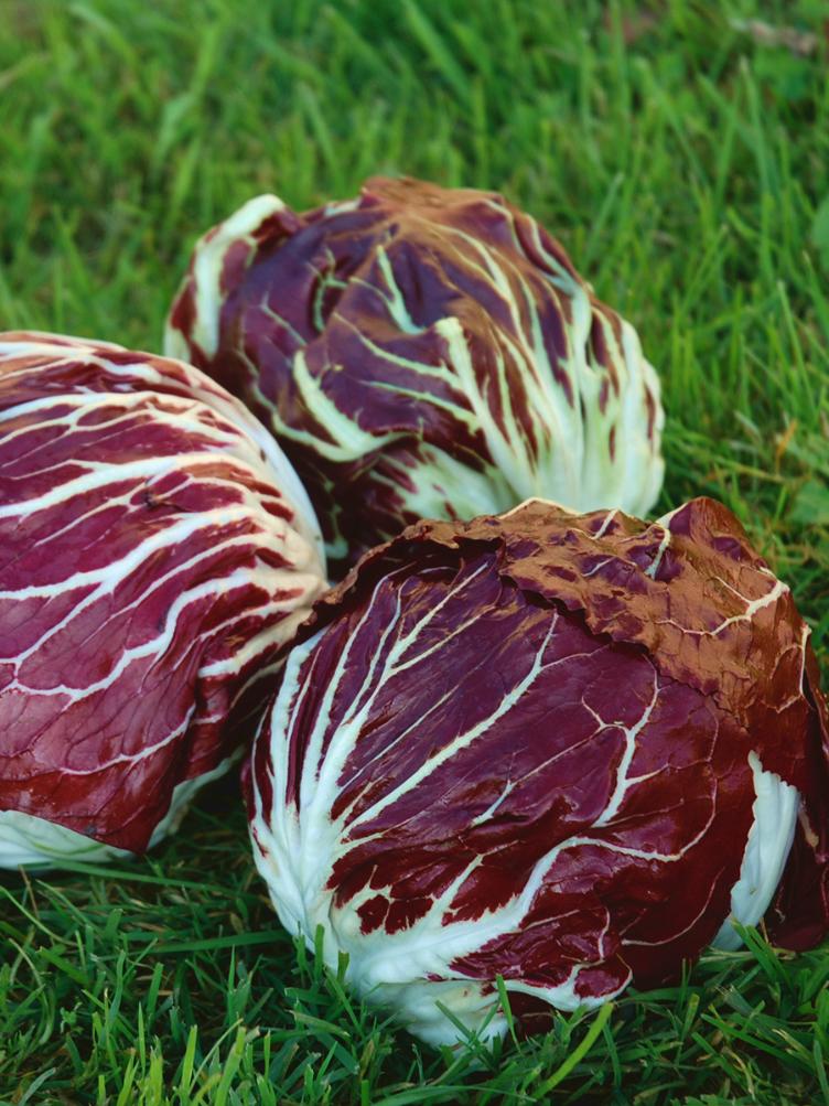 Kopfzichorie Palla Rossa Vinci