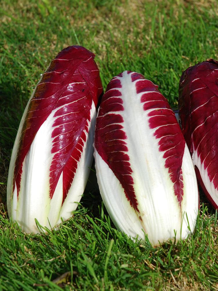 Kopfzichorie Radiccio Treviso