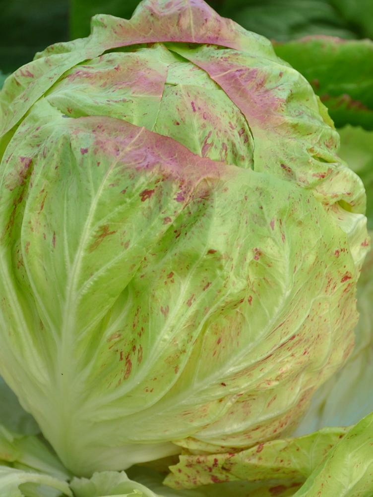 Kopfzichorie Radiccio Variegata Luisa