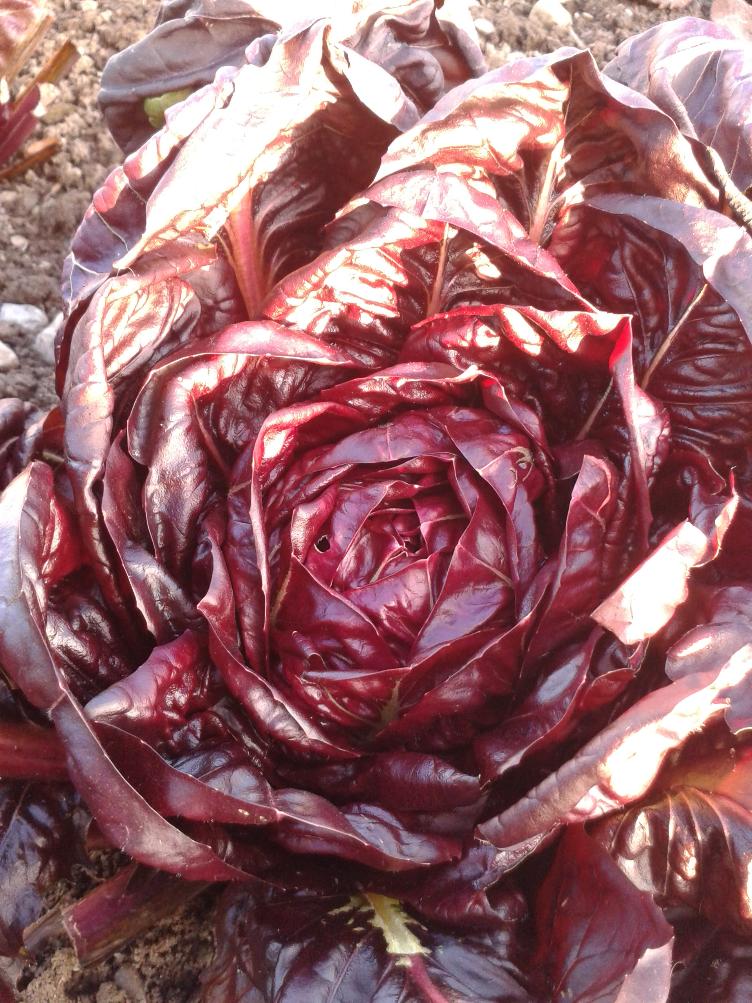 Kopfzichorie Roter von Verona