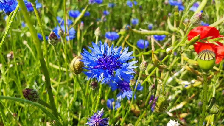 Kornblume Blauer Junge