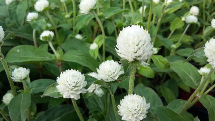 Kugel-Amaranth Alba