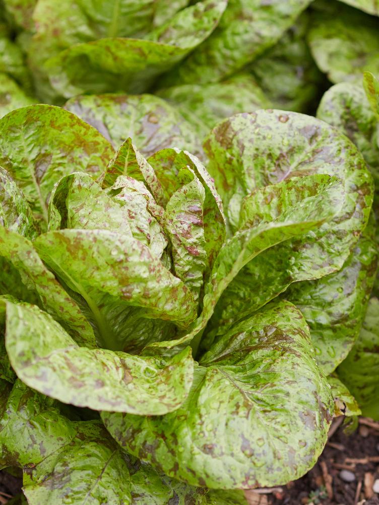 Lattich Forellenschluss