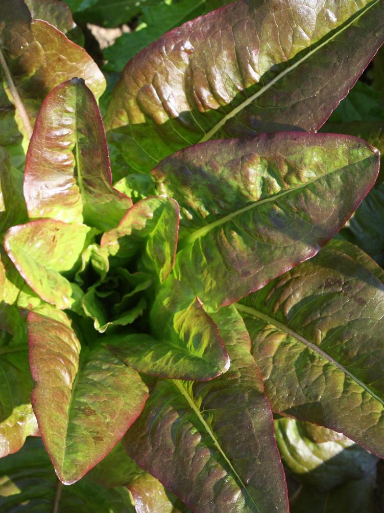 Lattich Teufelsohren