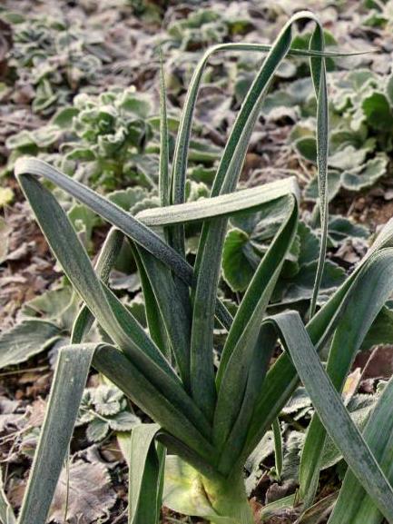 Lauch Elefant (Wintertyp)