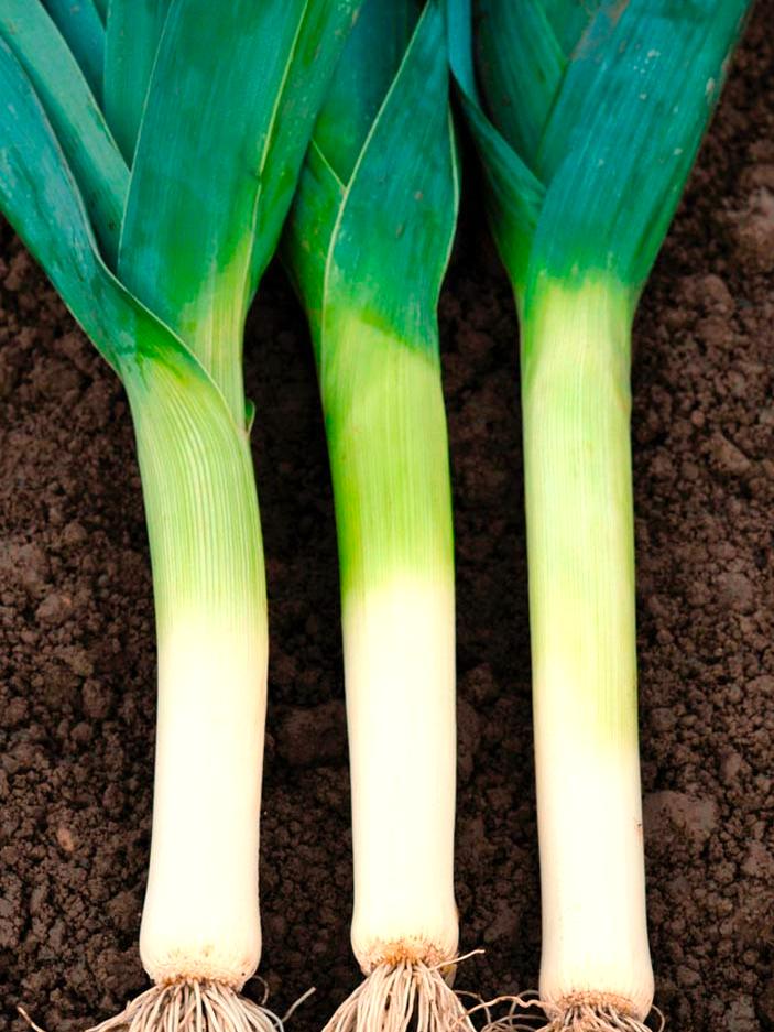 Lauch ZEFA Plus (Sommertyp)