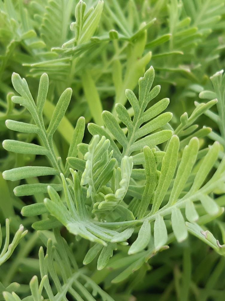 Lavandula canariensis
