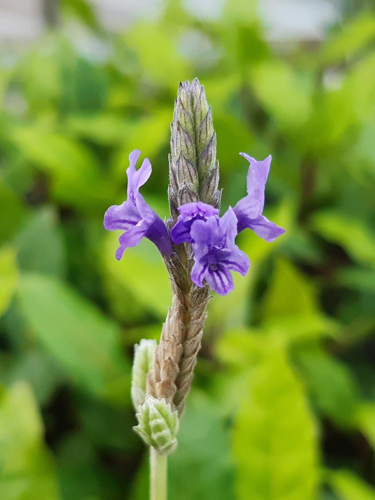 Lavandula pinnata