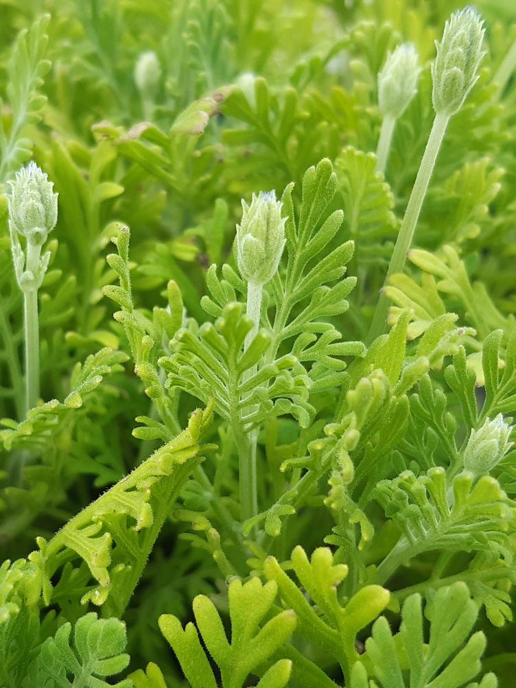 Lavandula pinnata - 0