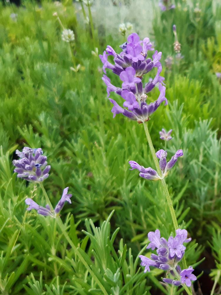 Lavendel blaublühend