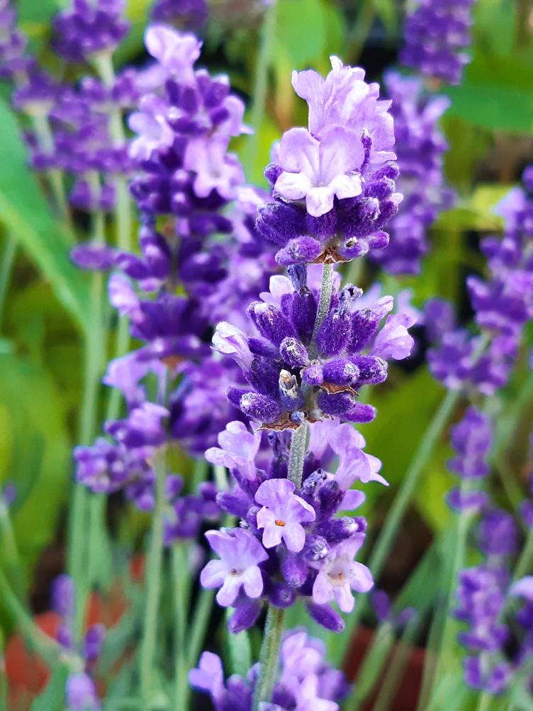 Lavendel Hidcote Blue