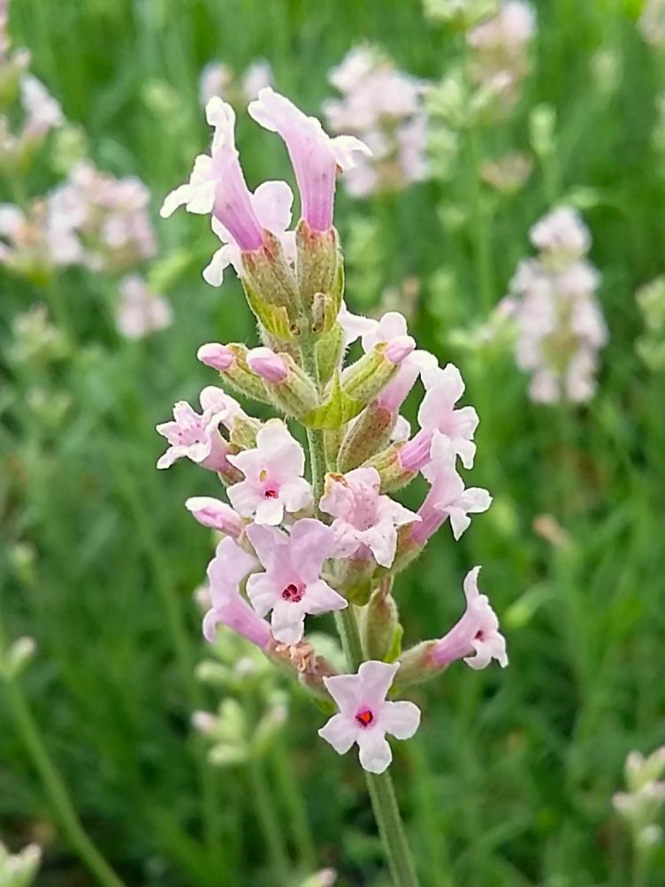 Lavendel rosablühend