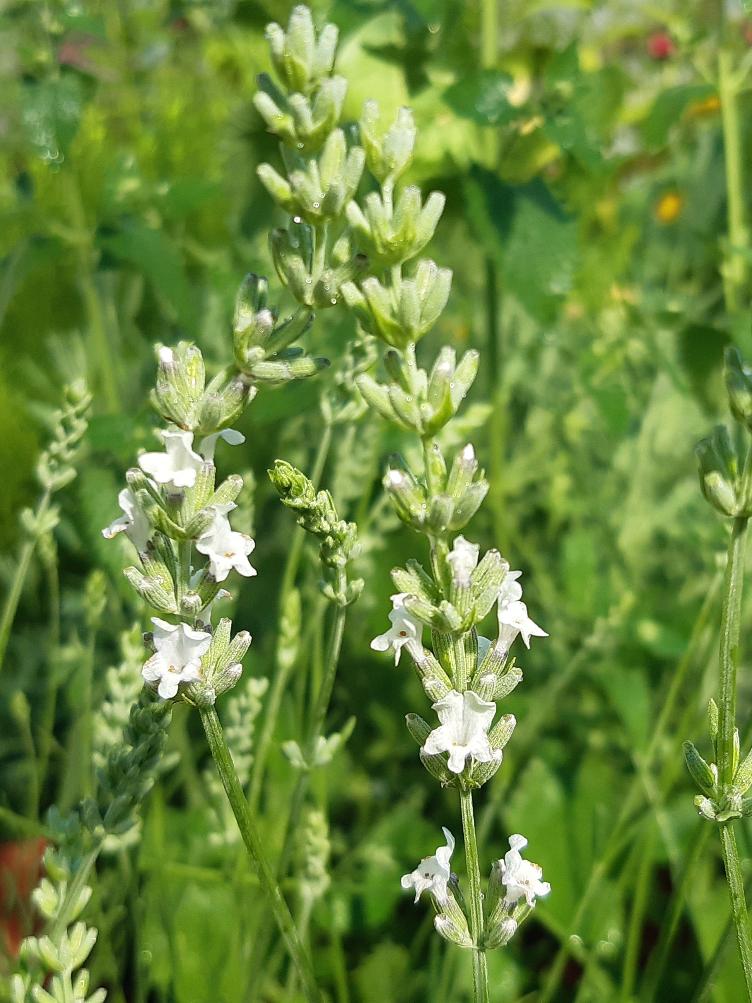 Lavendel weissblühend