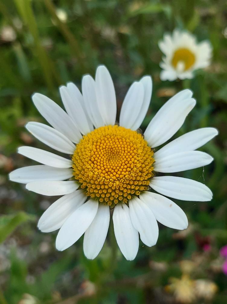 Leucanthemum vulgare