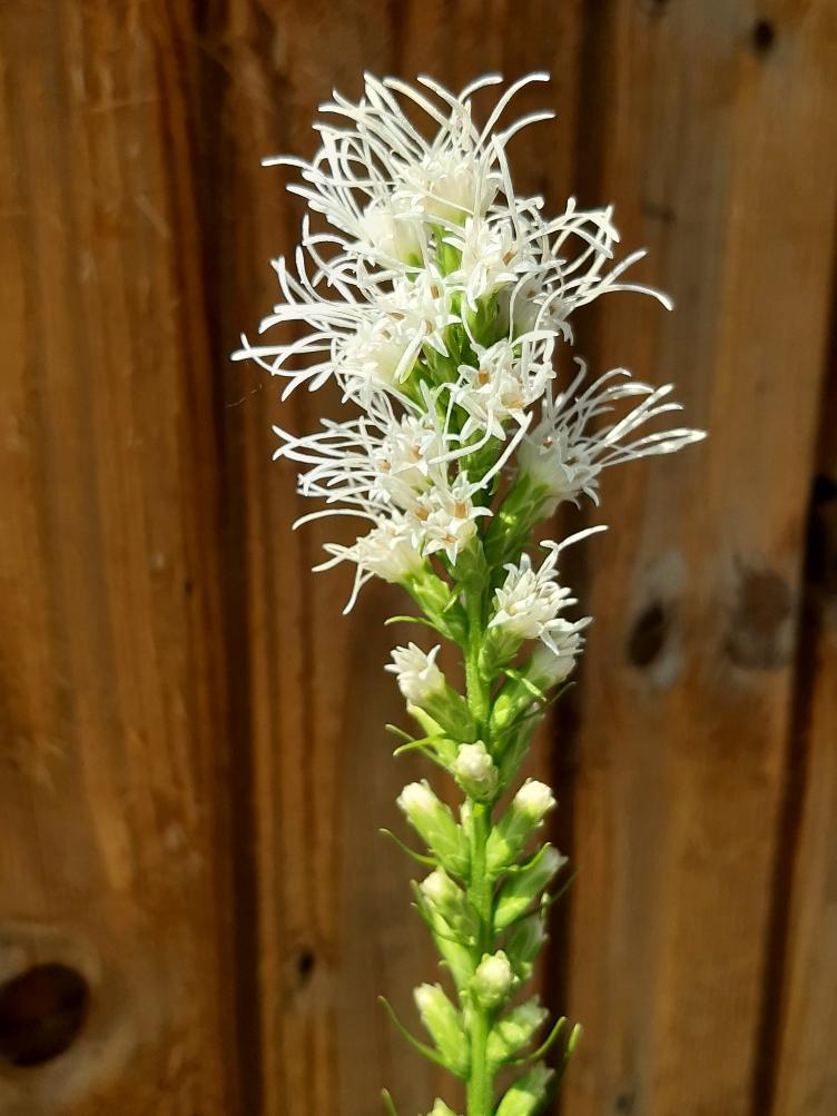Liatris spicata `Alba`