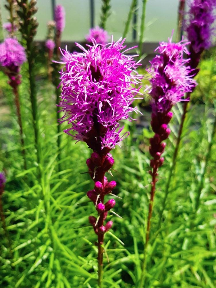 Liatris spicata
