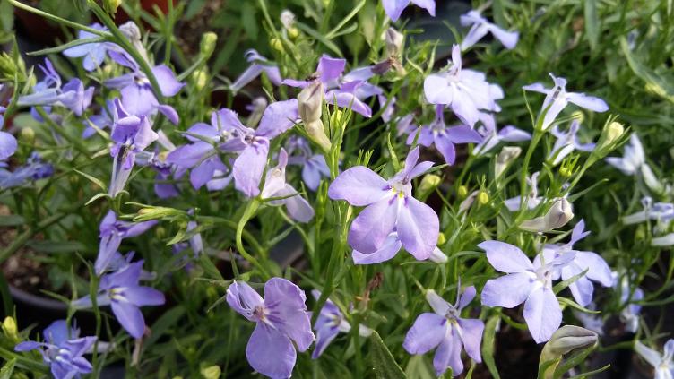 Lobelie Cambridge Blue