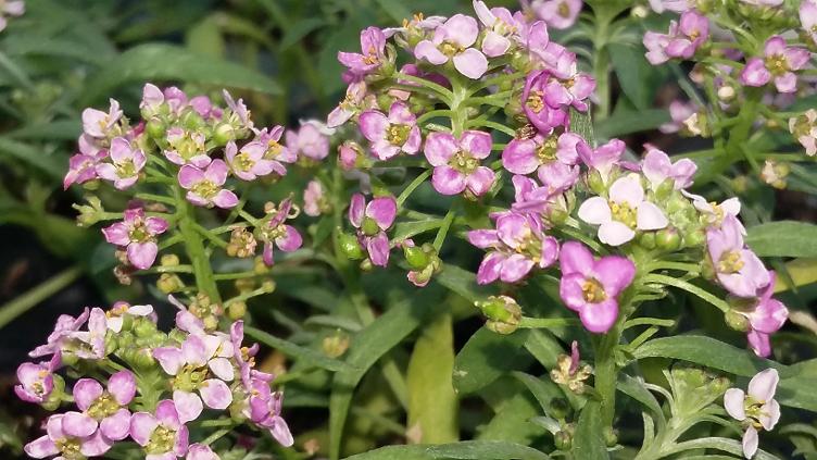 Lobularia Rosa Teppich