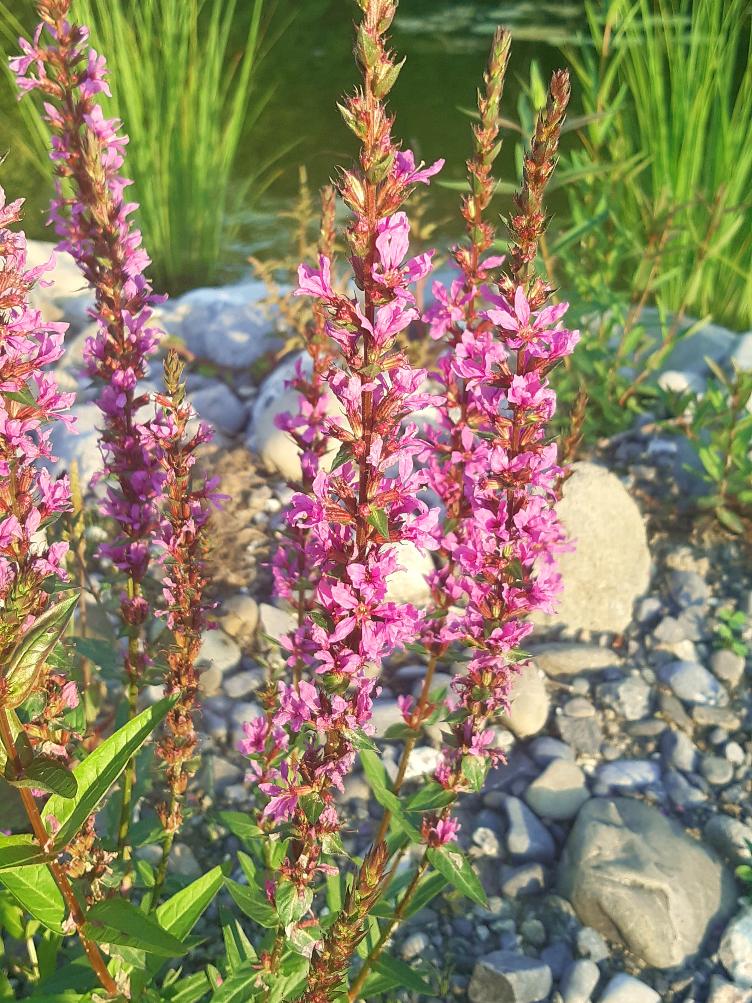 Lythrum salicaria