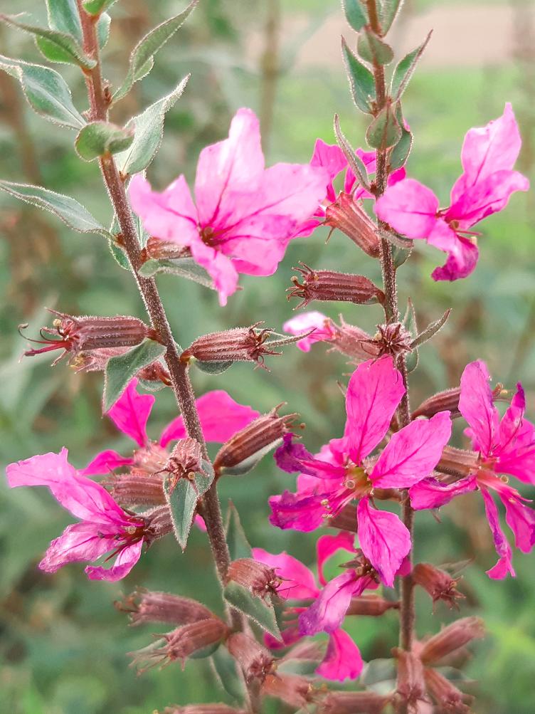 Lythrum salicaria `Rose Queen`