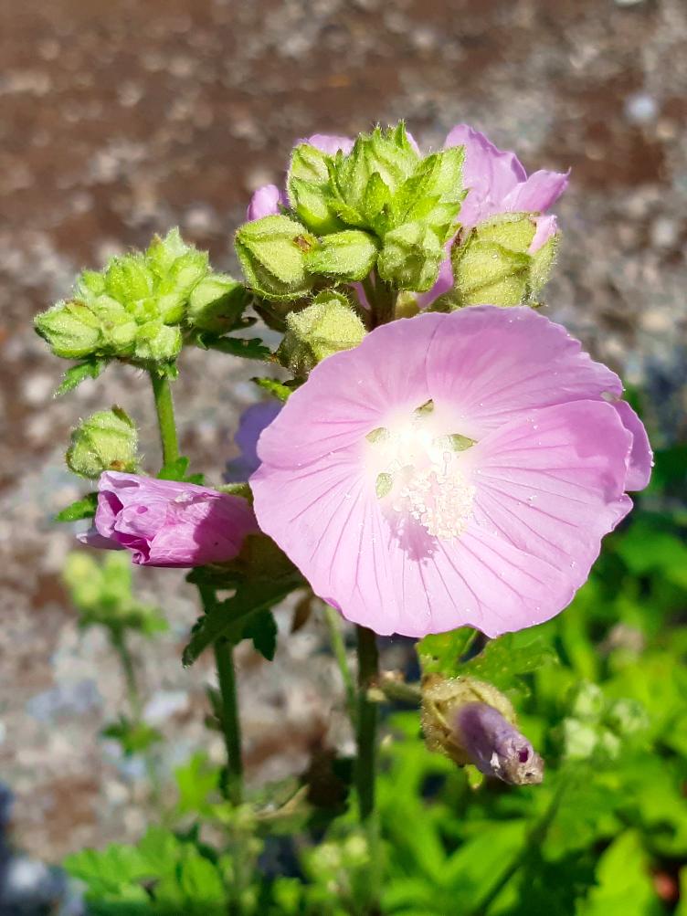 Malva alcea
