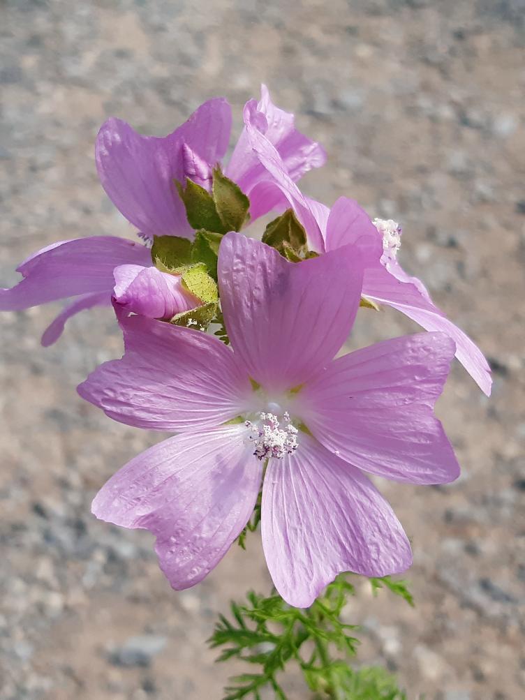 Malva moschata